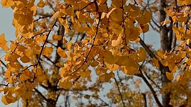 秋天的银杏树叶黄了视频的预览图